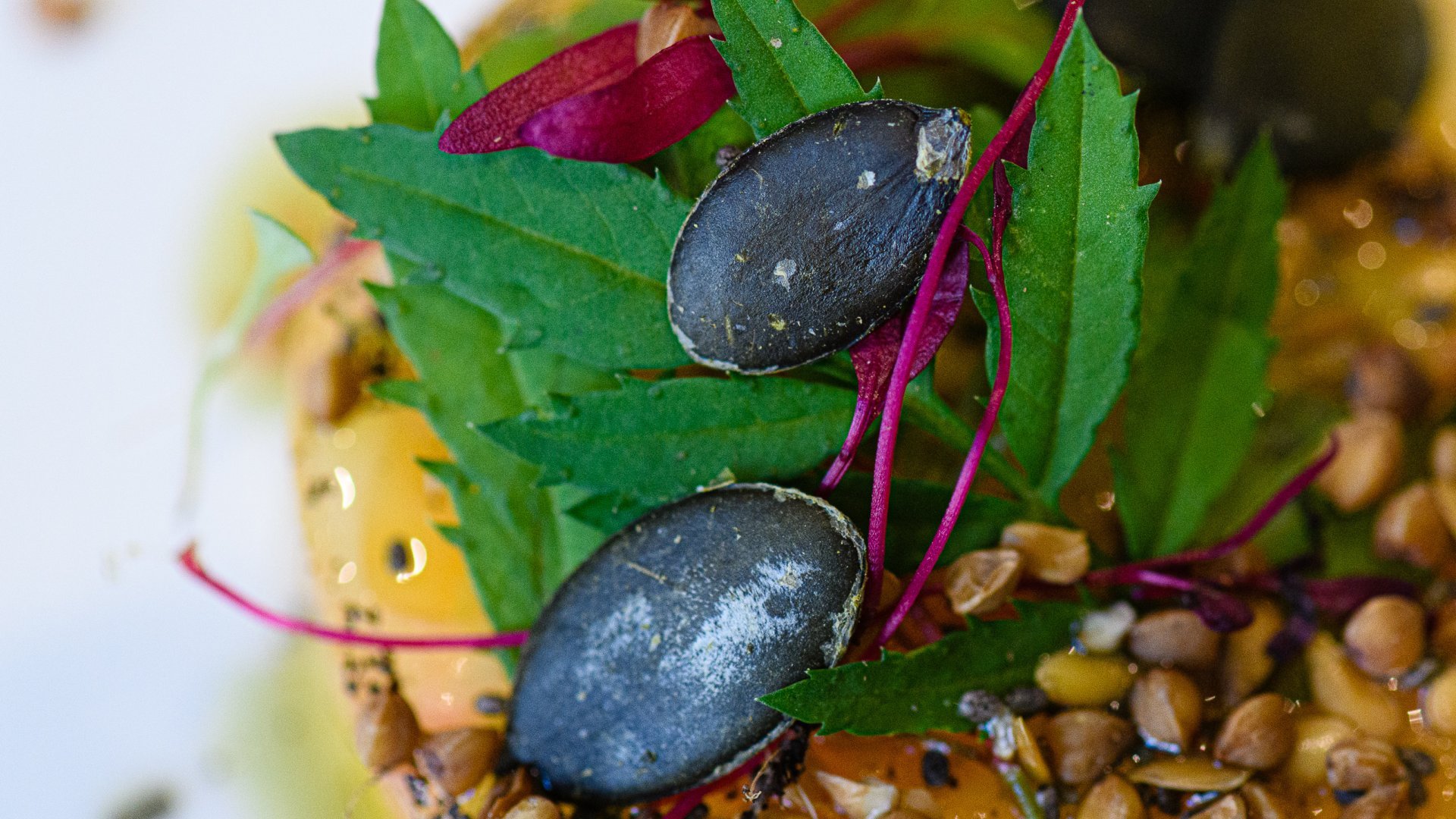 Les tomates de l'Auberge de l'Abbaye à Ambronay